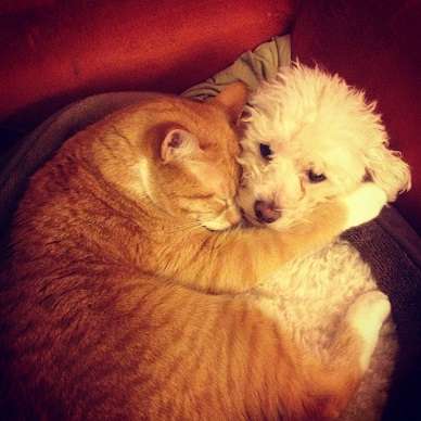 犬と猫って仲良し？それとも？な画像を貼るトピ