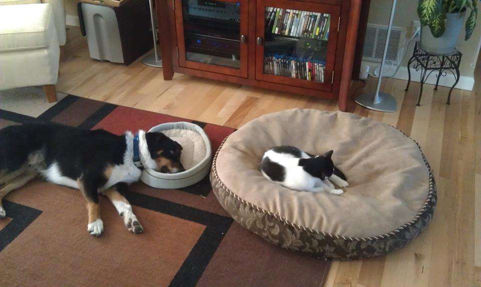 犬と猫って仲良し？それとも？な画像を貼るトピ