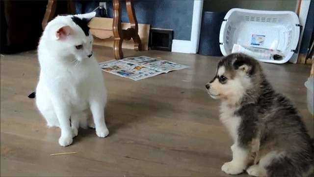 犬と猫って仲良し？それとも？な画像を貼るトピ