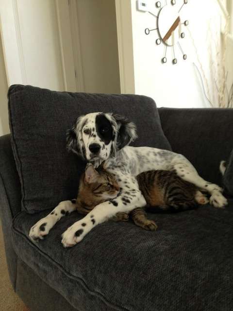 犬と猫って仲良し？それとも？な画像を貼るトピ