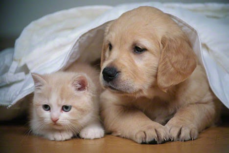 犬と猫って仲良し？それとも？な画像を貼るトピ