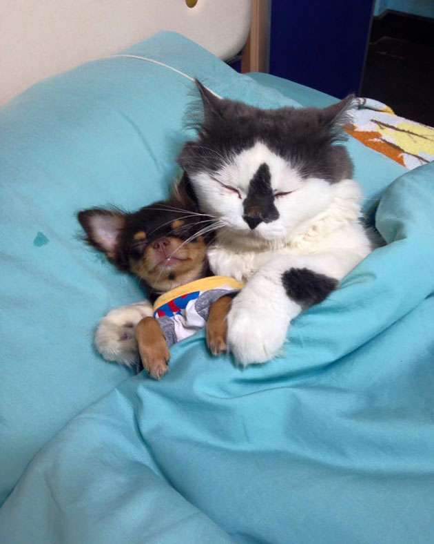 犬と猫って仲良し？それとも？な画像を貼るトピ