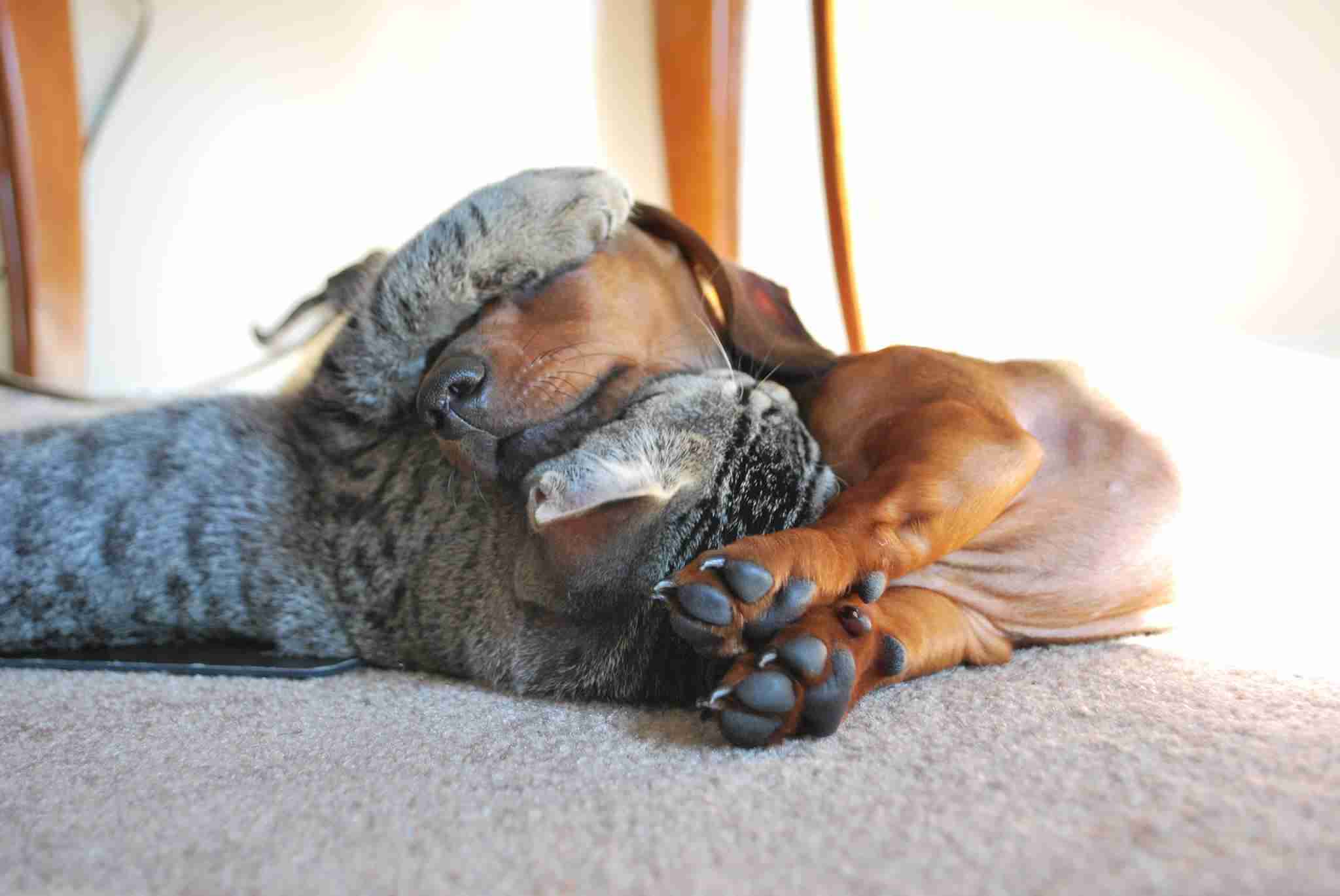 犬と猫って仲良し？それとも？な画像を貼るトピ