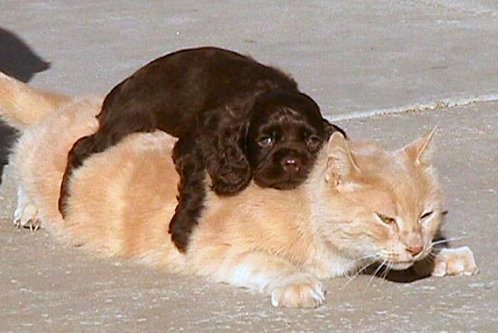 犬と猫って仲良し？それとも？な画像を貼るトピ
