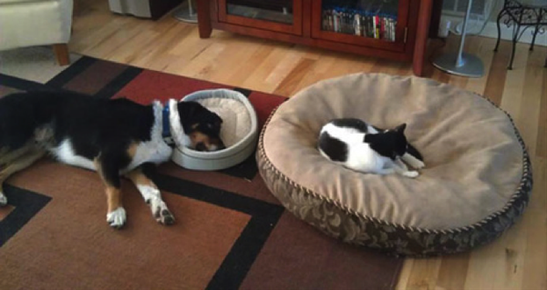 犬と猫って仲良し？それとも？な画像を貼るトピ