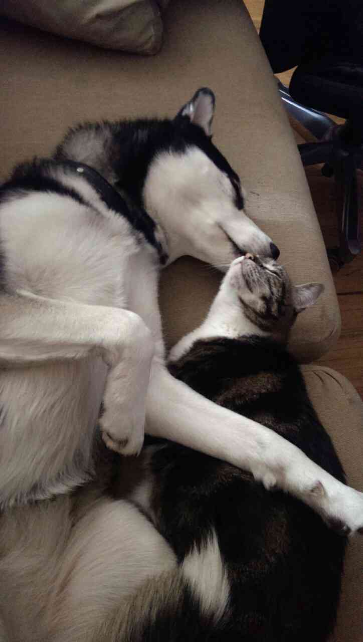 犬と猫って仲良し？それとも？な画像を貼るトピ