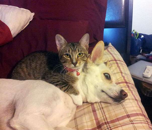 犬と猫って仲良し？それとも？な画像を貼るトピ