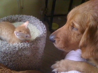 犬と猫って仲良し？それとも？な画像を貼るトピ