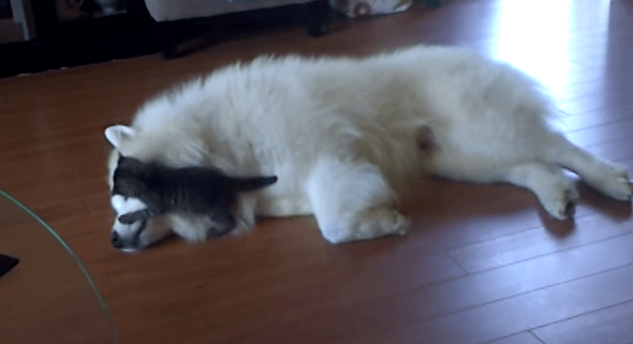 犬と猫って仲良し？それとも？な画像を貼るトピ