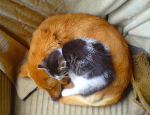 犬と猫って仲良し？それとも？な画像を貼るトピ