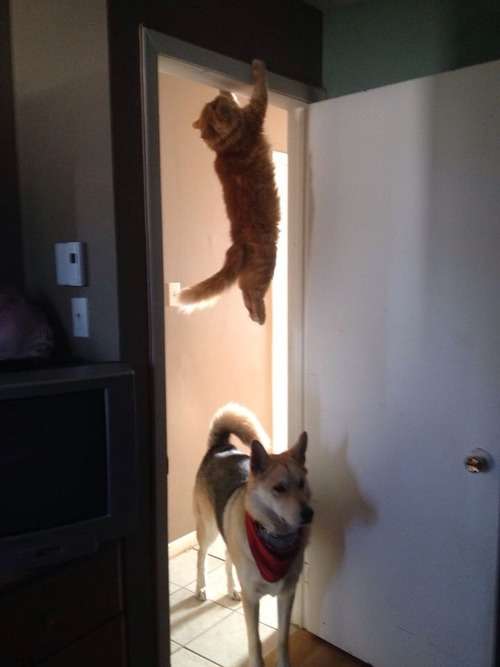犬と猫って仲良し？それとも？な画像を貼るトピ