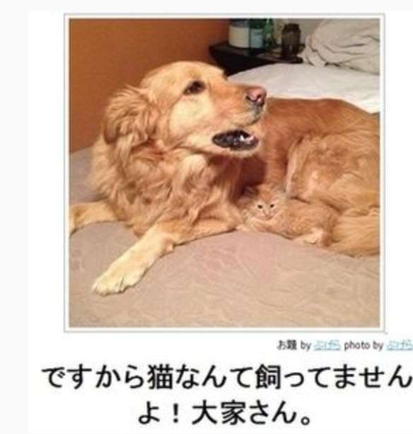 犬と猫って仲良し？それとも？な画像を貼るトピ
