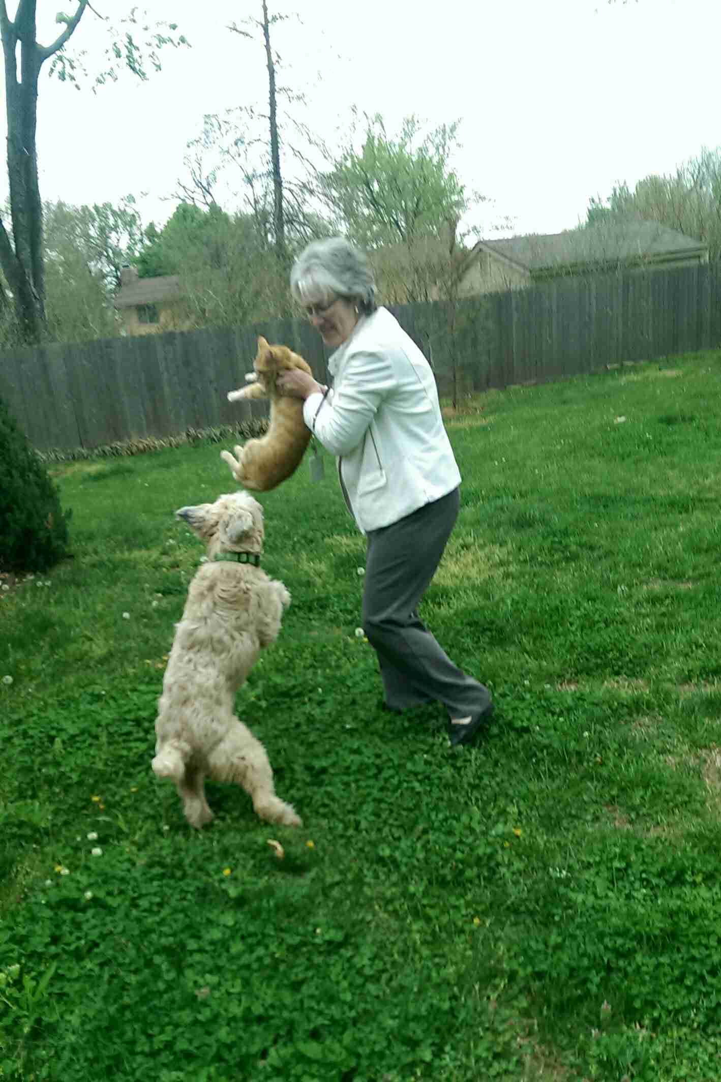 犬と猫って仲良し？それとも？な画像を貼るトピ