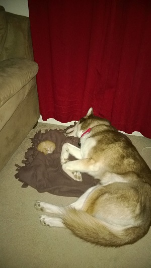 犬と猫って仲良し？それとも？な画像を貼るトピ