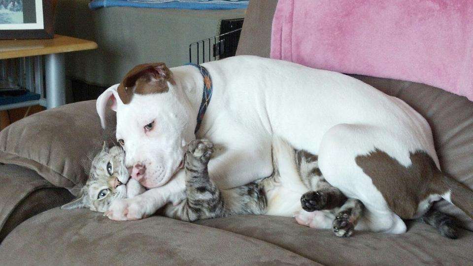 犬と猫って仲良し？それとも？な画像を貼るトピ