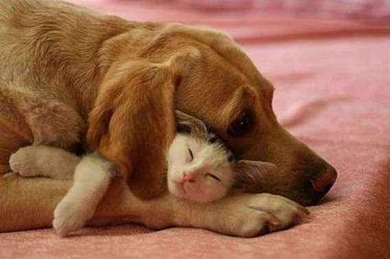 犬と猫って仲良し？それとも？な画像を貼るトピ