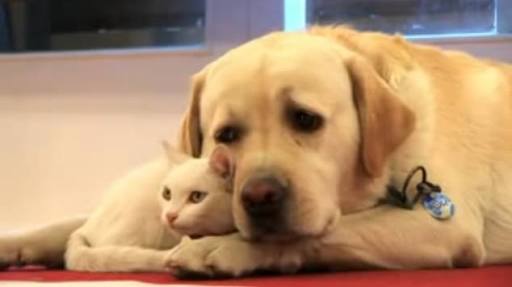 犬と猫って仲良し？それとも？な画像を貼るトピ