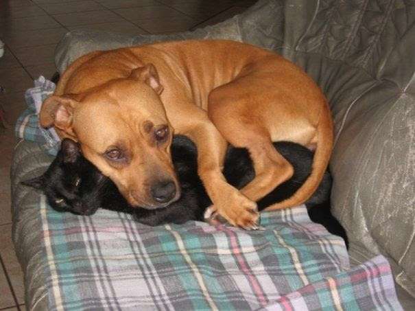 犬と猫って仲良し？それとも？な画像を貼るトピ