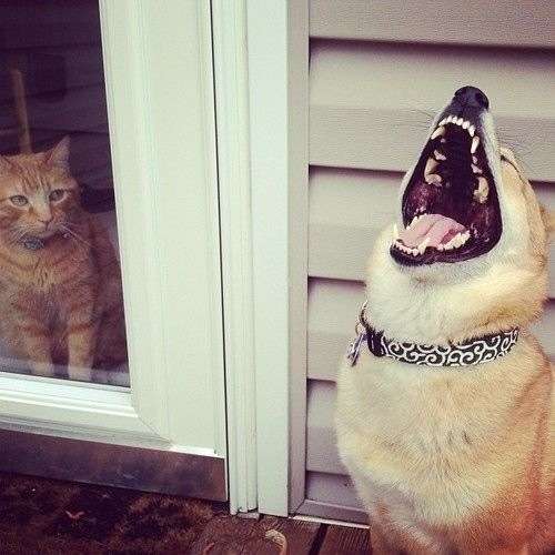 犬と猫って仲良し？それとも？な画像を貼るトピ