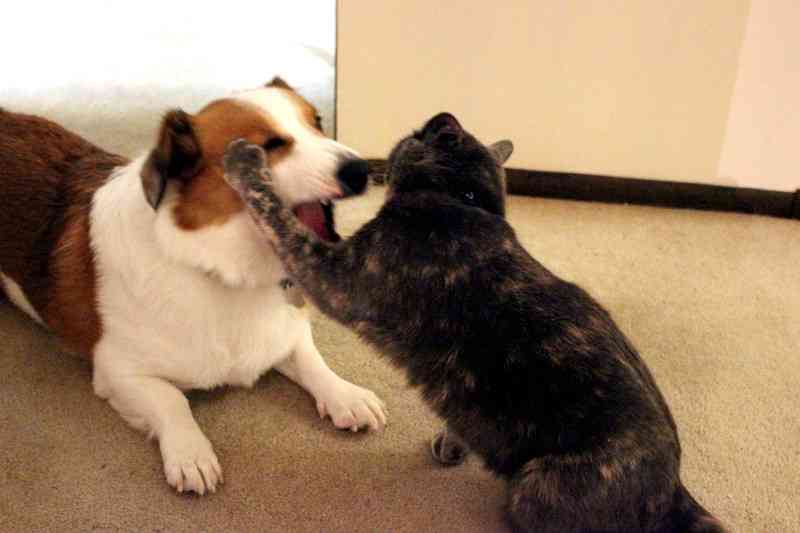 犬と猫って仲良し？それとも？な画像を貼るトピ