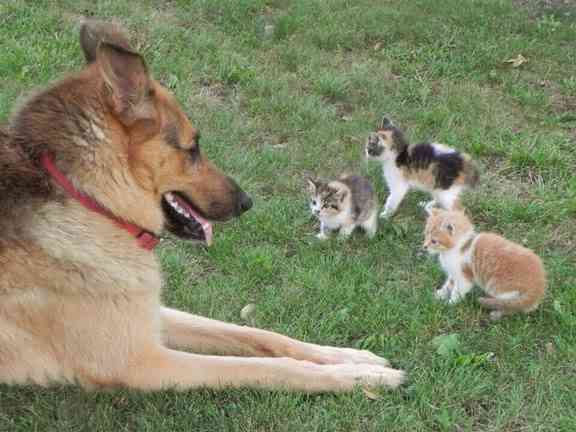 犬と猫って仲良し？それとも？な画像を貼るトピ