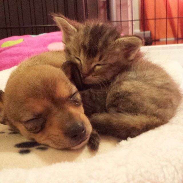 犬と猫って仲良し？それとも？な画像を貼るトピ