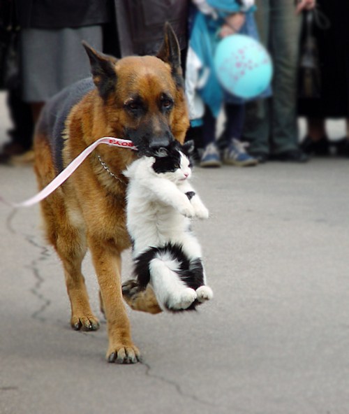 犬と猫って仲良し？それとも？な画像を貼るトピ