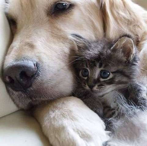 犬と猫って仲良し？それとも？な画像を貼るトピ