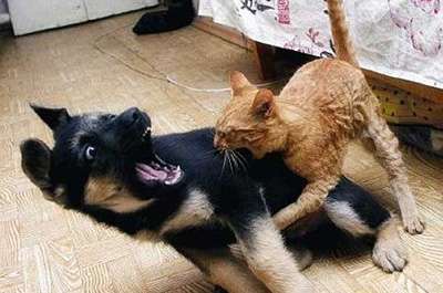犬と猫って仲良し？それとも？な画像を貼るトピ