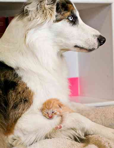 犬と猫って仲良し？それとも？な画像を貼るトピ