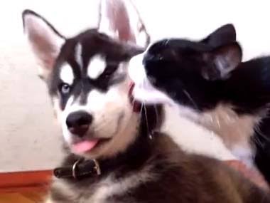 犬と猫って仲良し？それとも？な画像を貼るトピ