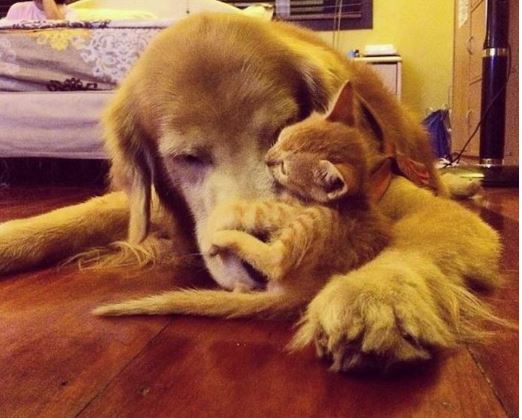 犬と猫って仲良し？それとも？な画像を貼るトピ