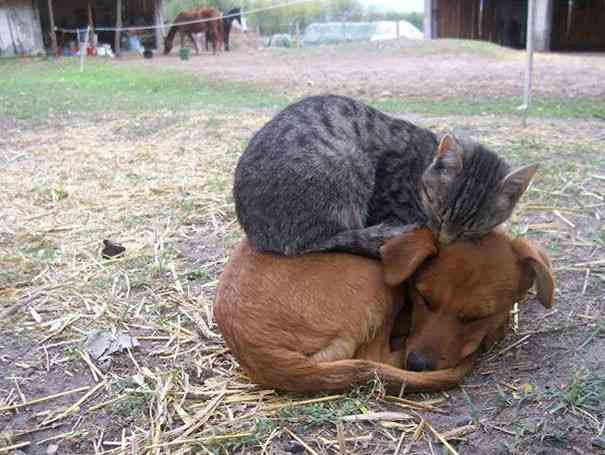 犬と猫って仲良し？それとも？な画像を貼るトピ