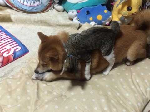 犬と猫って仲良し？それとも？な画像を貼るトピ