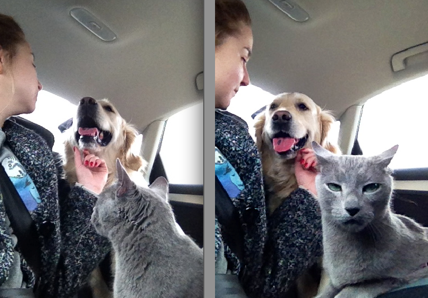 犬と猫って仲良し？それとも？な画像を貼るトピ