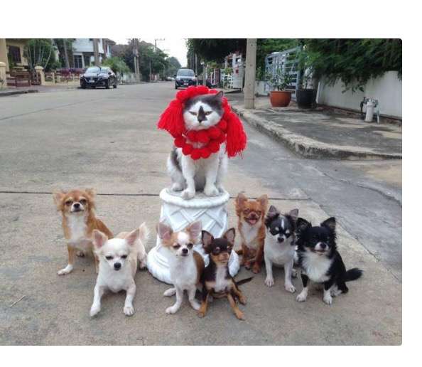 犬と猫って仲良し？それとも？な画像を貼るトピ