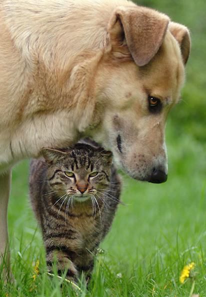 犬と猫って仲良し？それとも？な画像を貼るトピ