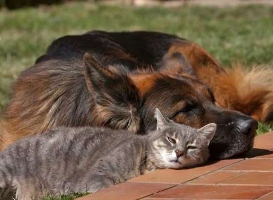 犬と猫って仲良し？それとも？な画像を貼るトピ