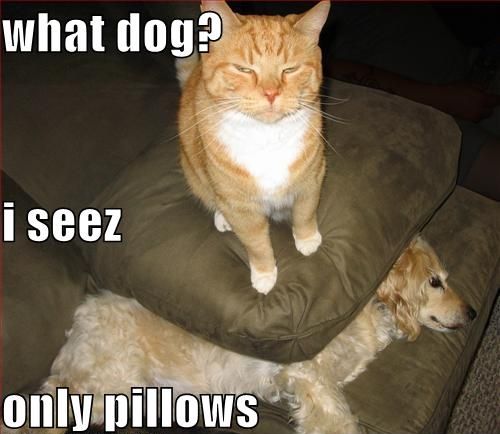 犬と猫って仲良し？それとも？な画像を貼るトピ