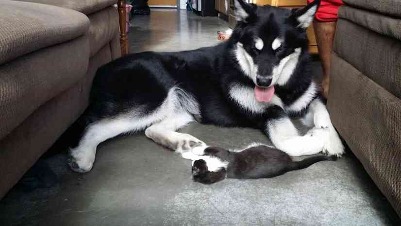 犬と猫って仲良し？それとも？な画像を貼るトピ