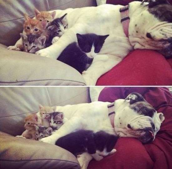 犬と猫って仲良し？それとも？な画像を貼るトピ