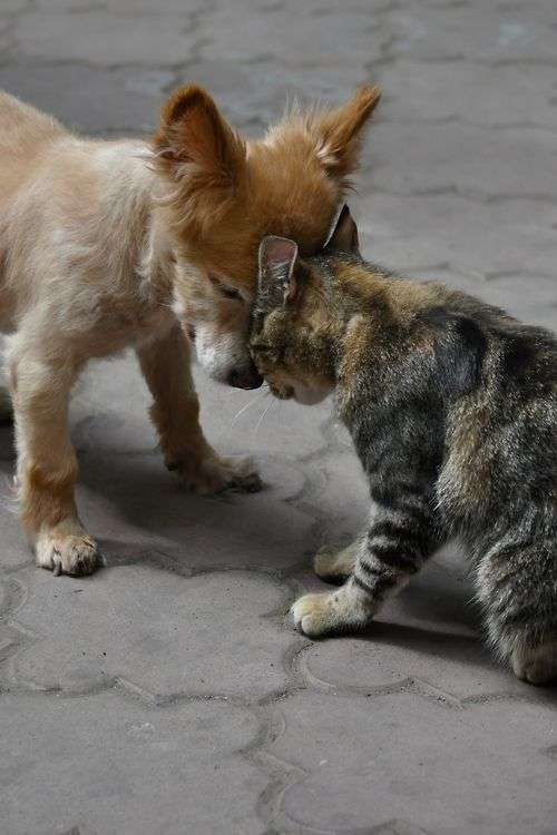 犬と猫って仲良し？それとも？な画像を貼るトピ