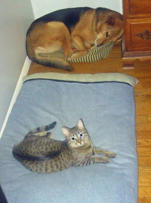 犬と猫って仲良し？それとも？な画像を貼るトピ