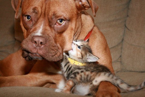 犬と猫って仲良し？それとも？な画像を貼るトピ