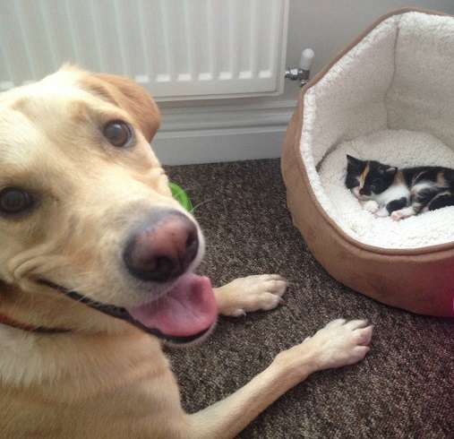 犬と猫って仲良し？それとも？な画像を貼るトピ
