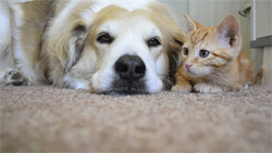 犬と猫って仲良し？それとも？な画像を貼るトピ