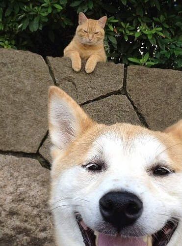 犬と猫って仲良し？それとも？な画像を貼るトピ