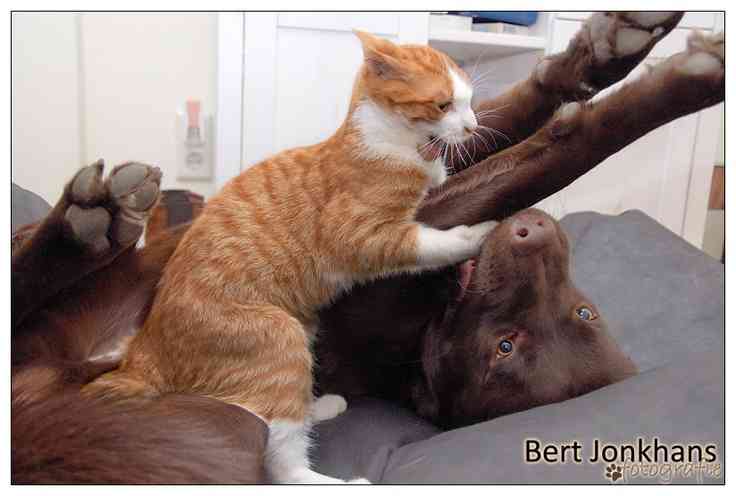 犬と猫って仲良し？それとも？な画像を貼るトピ