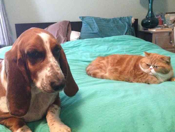 犬と猫って仲良し？それとも？な画像を貼るトピ