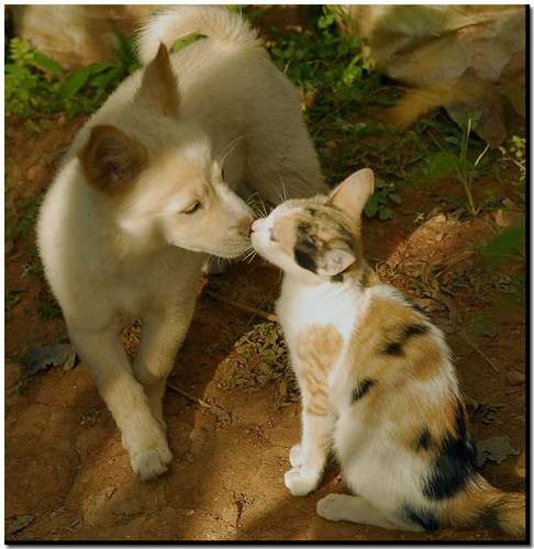 犬と猫って仲良し？それとも？な画像を貼るトピ